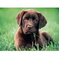 thumbnail image 2 of Chocolate Puppy 500-Piece Puzzle, 2 of 2