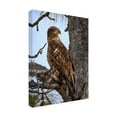 thumbnail image 4 of Trademark Fine Art David Drost Juvenile Bald Eagle Canvas Wall Art, 4 of 4