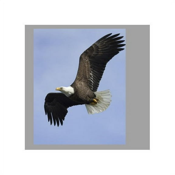 Wallhogs Eagle I Glossy Wall Mural