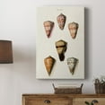 thumbnail image 5 of Cone Shell Collection IV Premium Gallery Wrapped Canvas - Ready to Hang, 5 of 9
