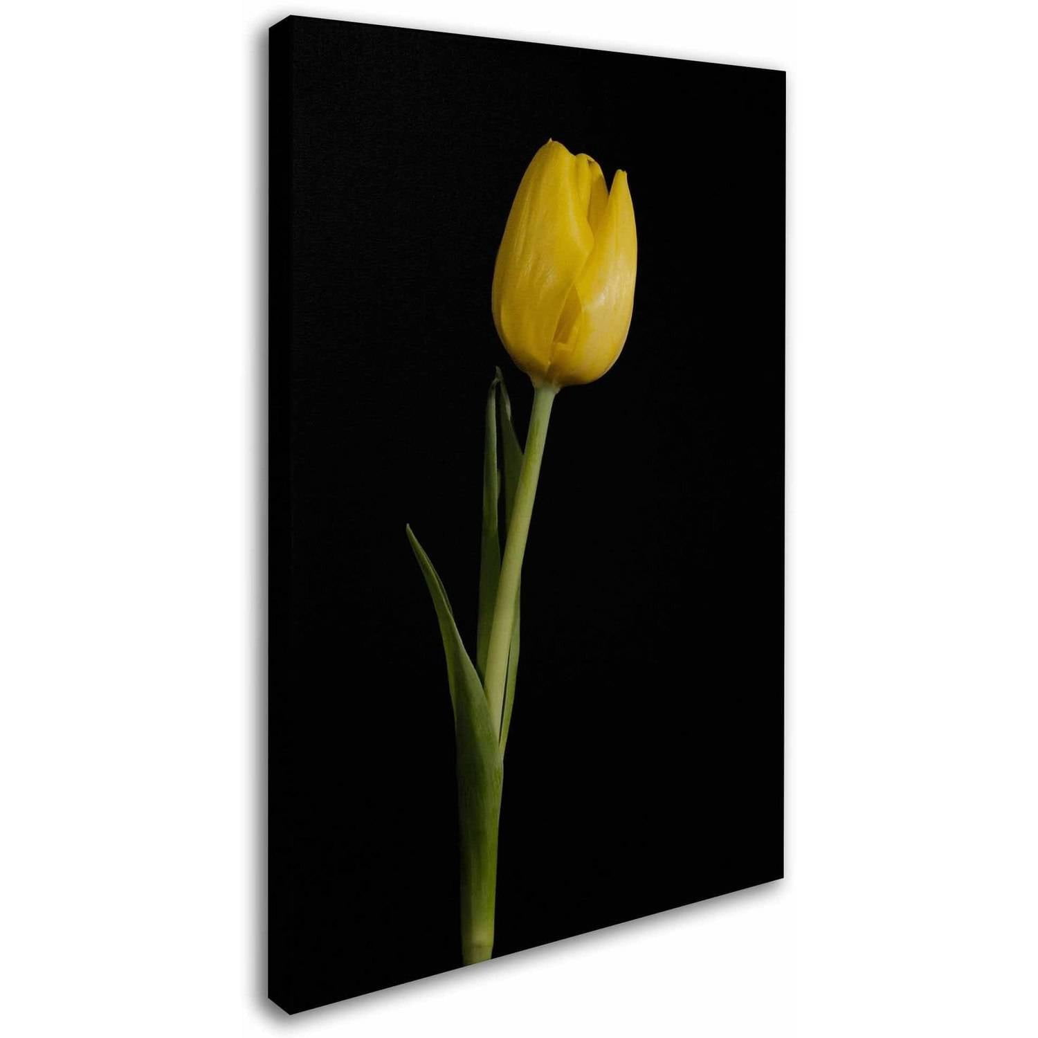 Trademark Fine Art 'Yellow Tulip Black Background 5' Canvas Art by PIPA Fine Art