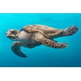 thumbnail image 4 of Carol Highsmith 24x17 Black Modern Wood Framed Wall Art Titled - A Turtle at the Texas State Aquarium in Corpus Christi, 4 of 6