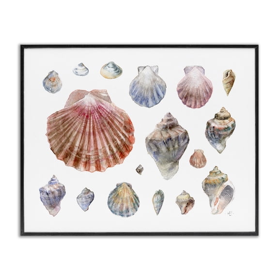 Stupell Industries Coastal Nautical Shell Watercolor Study Patterned Aquatic Life Black Framed Giclee Art, 14 x 11, by Verbrugge Watercolor