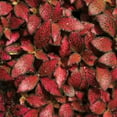 thumbnail image 2 of Red Fittonia Nerve Plant - Live Plants in a 3 Inch Growers Pot - Fittonia Albivenis - Compact Colorful Tropical Beauty Mosaic Foliage, 2 of 5