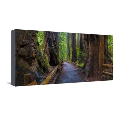 Old Growth Coast Redwood, Muir Woods National Monument, San Francisco Bay Area Stretched Canvas Print Wall Art By Anna