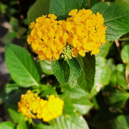 2 Yellow Lantana Plants Live, 4 Inch, Perennial Lantana Plants for Outdoor Gardening