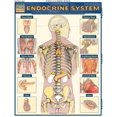 thumbnail image 2 of Endocrine System (Quick Study Academic), 2 of 4