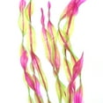 thumbnail image 7 of Unique Bargains 1 Pcs Fish Tank Aquarium Decorations Artificial Plants Plastic Artificial Water Plants Grass Pink 31cm, 7 of 7