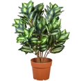 thumbnail image 1 of National Tree LH8-700-30 30 in. Green & Brown Potted Artificial Hosta Plant, 1 of 2