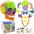 thumbnail image 1 of Modelo de calavera de anatom&iacute;a de 15 partes, anatom&iacute;a humana despiezada, desmontable, tama&ntilde;o palma, mini modelo de calavera m&eacute;dica de color humano, equipo d, 1 of 7