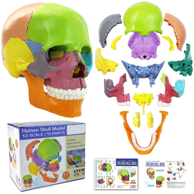 Modelo de calavera de anatomía de 15 partes, anatomía humana despiezada, desmontable, tamaño palma, mini modelo de calavera médica de color humano, equipo d