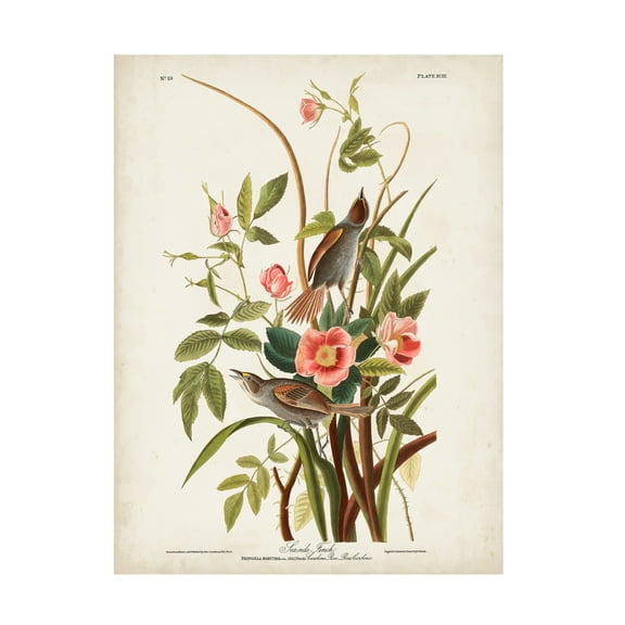 John James Audubon 'Seaside Finch' Canvas Art