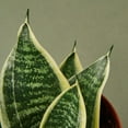 thumbnail image 2 of Snake Plant Laurentii Dwarf, 2 of 7