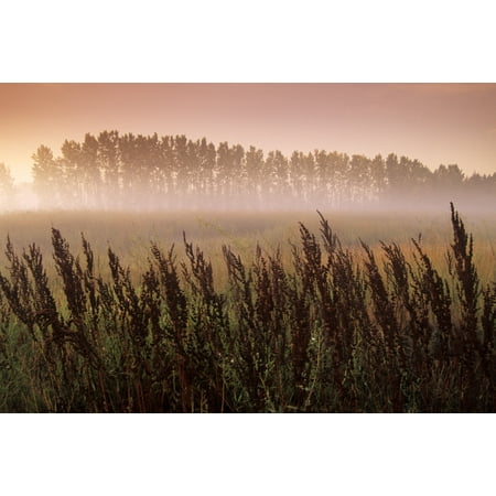 Common Dock (Weed) With Aspen Trees In Fog Near St Adolphe Manitoba Canvas Art - Dave Reede  Design Pics (17 x (Pics Of The Best Weed In The World)
