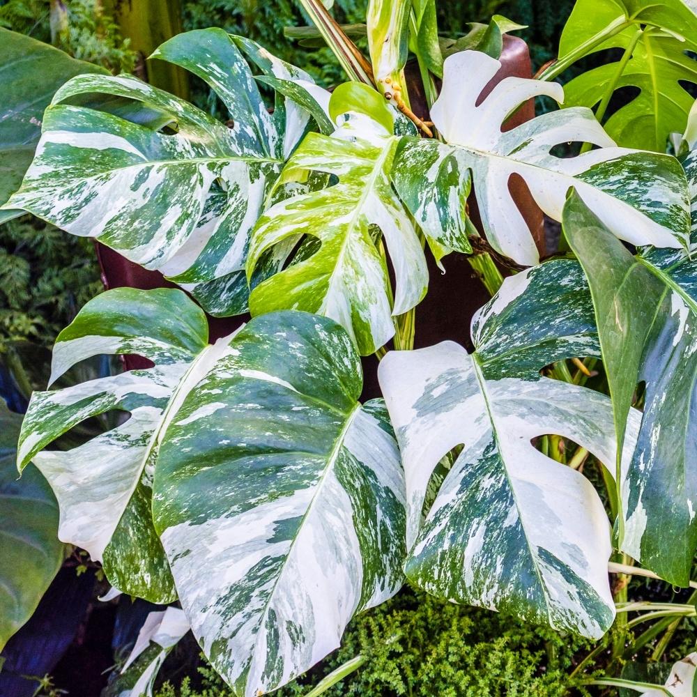 Monstera Deliciosa-Swiss Cheese Plant-Indoor Friendly  10" Pot