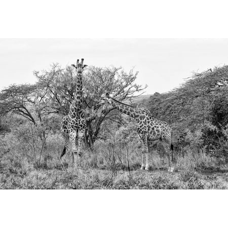 Awesome South Africa Collection B&W - Giraffe Mother and Young Print Wall Art By Philippe