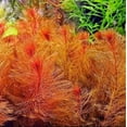 thumbnail image 2 of Canton Aquatics Myriophyllum Heterophyllum Myrio Red (Single Potted), 2 of 2