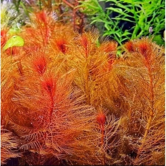 Myriophyllum Heterophyllum Myrio Red Bunch