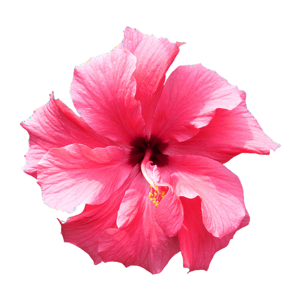 Pink Isolated Tropical Flower Hibiscus Floral24 Inch By 36 Inch
