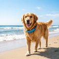 thumbnail image 4 of ZZHZGZ on Sale Collar for and Cats with Quick Release Buckle Reflective Strip Comfort Fit Adjustable Training for Medium Large Small Breeds, 4 of 5