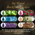 thumbnail image 4 of 300pcs Assorted Backflow Incense Cones, Lavender Agarwood Sandalwood Artemisia Floral Rose Scent, Wood Material, Smoke Reflux Incense for Yoga Gifts and Stylish Home Decor No Feathers, 4 of 5