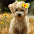 thumbnail image 5 of 20 piezas, pasadores para el pelo con lazo pequeño para perros y cachorros, pinzas para el pelo para perros Yorkie, pinzas para el pelo para perros con flores, accesorios para pinzas para el pelo para mascotas Rojo Verde Cocina, Decoración y Otros, 5 of 5
