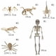 thumbnail image 3 of JINGXIA Esqueleto De Animales De Halloween , Modelo De Miedo Murciélagos Ratón De Murciélago Duradero Lagarto Escorpión Plásticos Huesos Humanos, 3 of 4