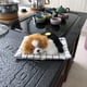 thumbnail image 4 of Estera de tela de simulación de mascota del año del perro llamará a la siesta, regalo de perro, juguete de regalo, coche, 4 of 6