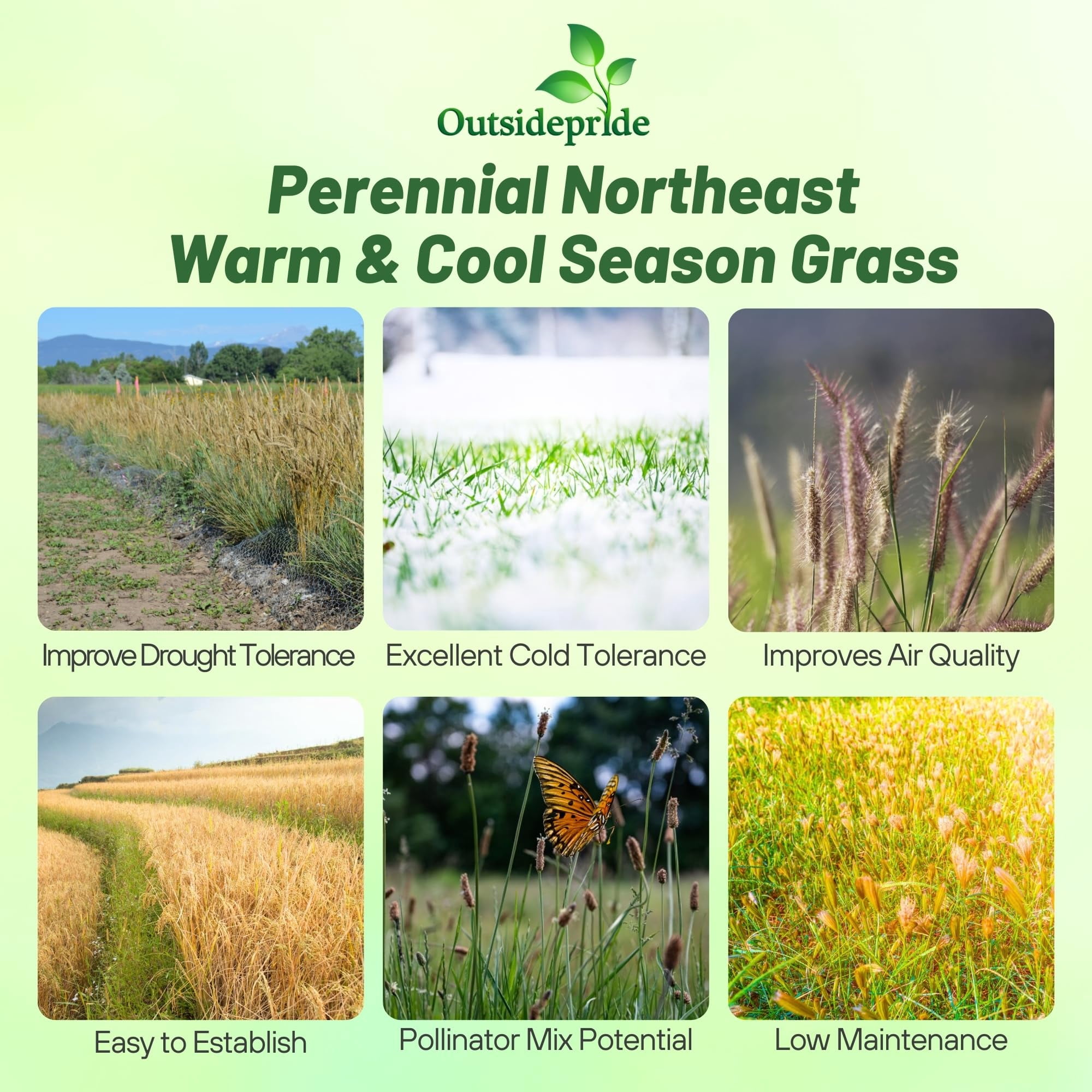 Outsidepride 1 lb. Perennial Northeast Native Grass Seed Mix of Warm & Cool Season Grasses