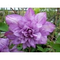 thumbnail image 4 of Clematis Proteus - 2 Live Starter Plants in 2 Inch Growers Pots - Starter Plants Ready for The Garden - Beautiful Lilac Flowering Vine, 4 of 7