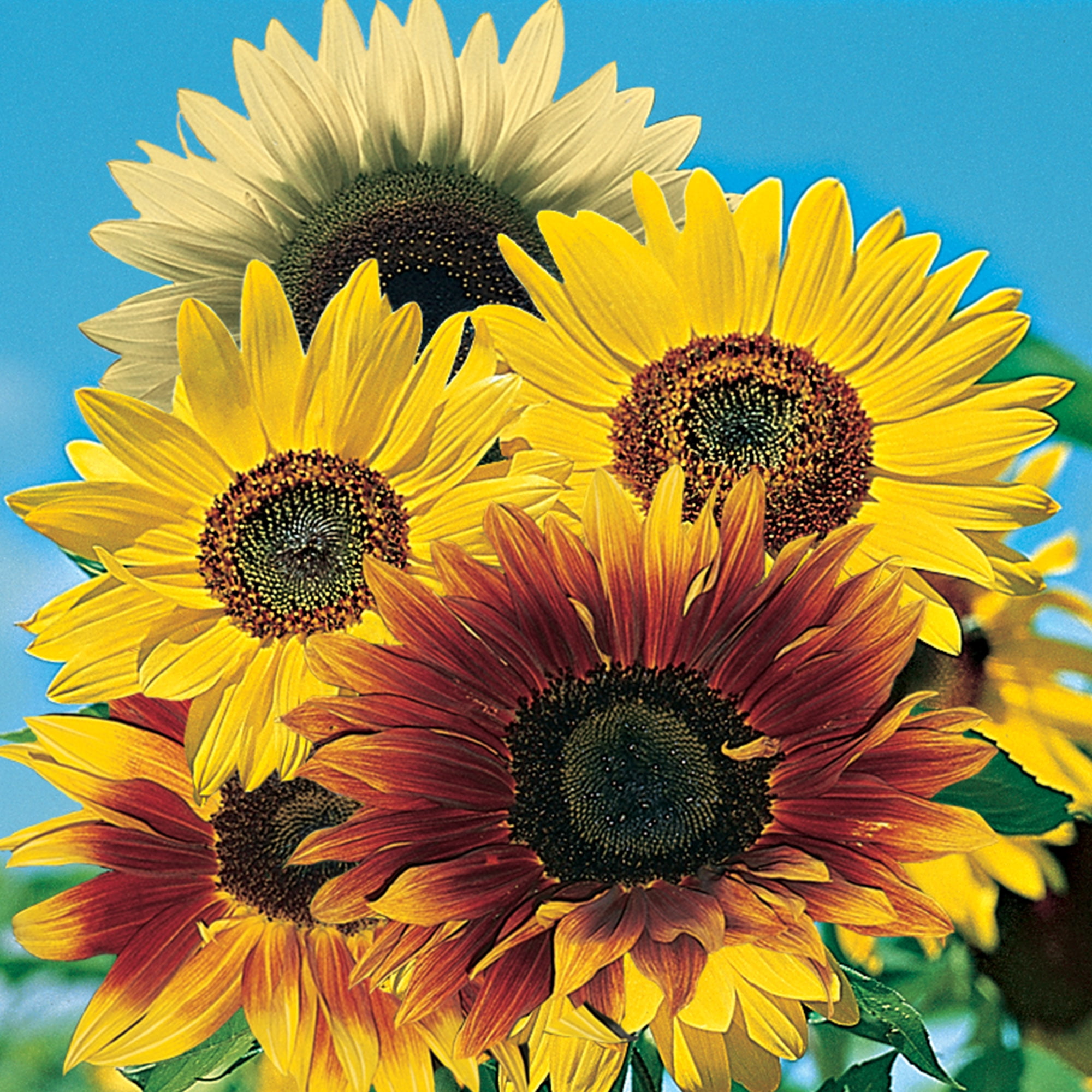 Burpee Tall Border Mixed Colors Sunflower Flower Seed, 1-Pack
