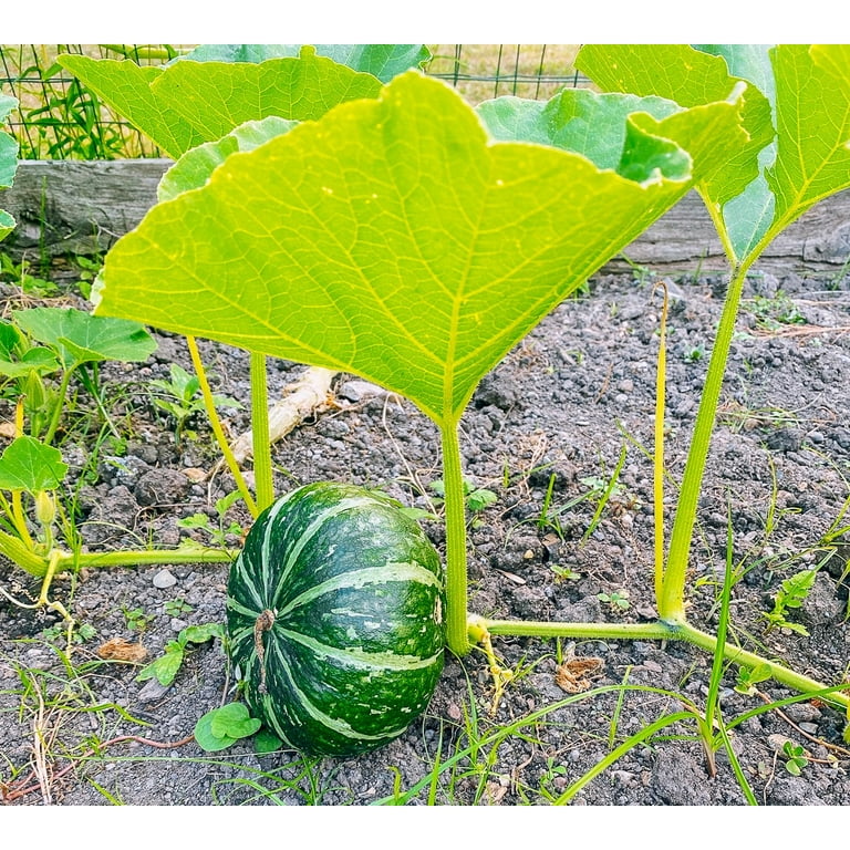 TomorrowSeeds - Kabocha Squash Seeds - 30+ Count - For 2025