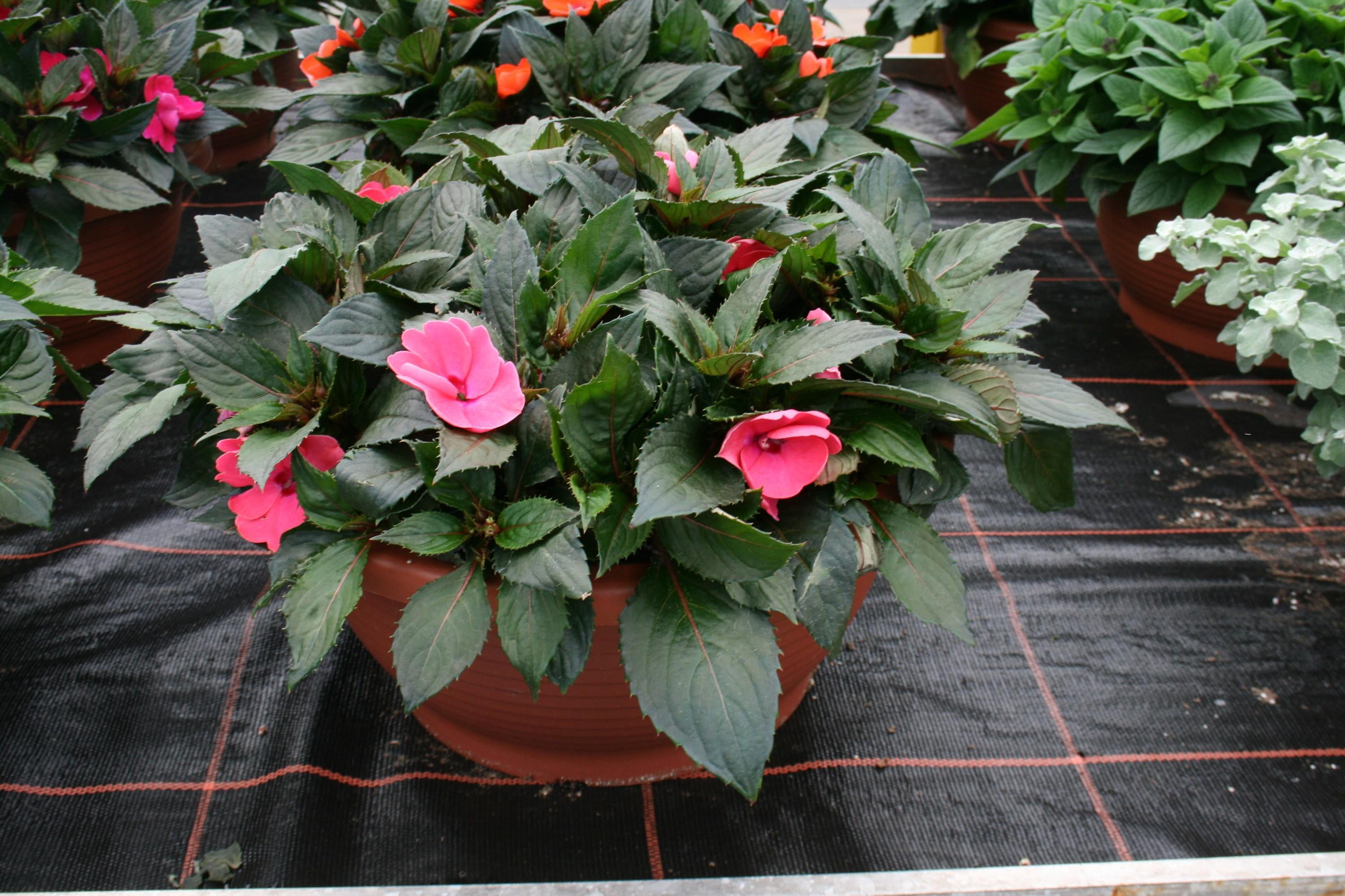 Sol Luna Electric Pink' New Guinea Impatiens  8" Pot