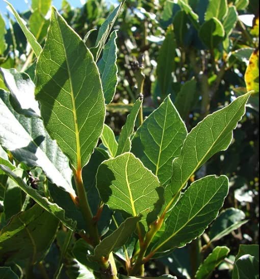 2 Peach Leaf Willow Tree Cuttings Grow Rare Bay Leaf Willow