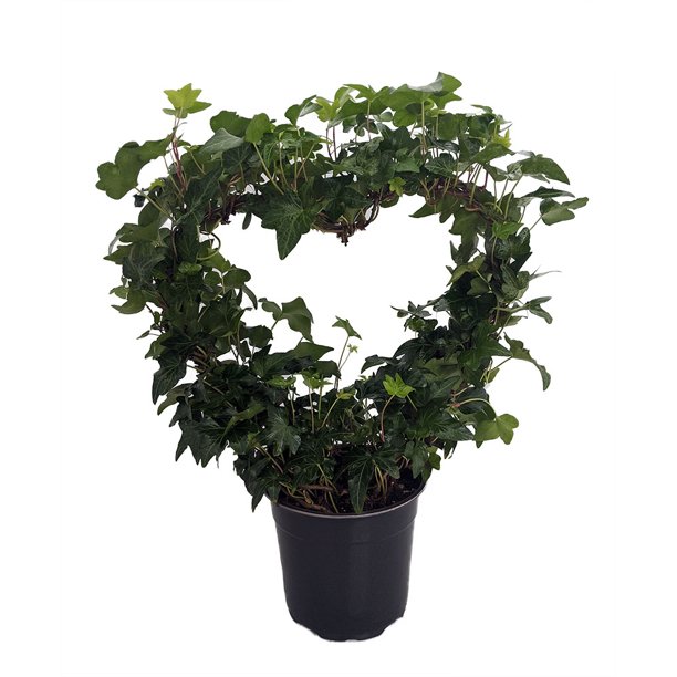 Valentine Heart English Ivy Topiary Hedera 6" Pot Easy to Grow, Indoors