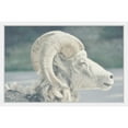 thumbnail image 3 of Marmont Hill "White Curled Horns" Framed Painting Print, 3 of 5