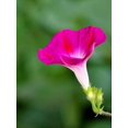 thumbnail image 5 of GSDWIUEW 75 Mixed Morning Glory Seeds-Annual Flower for Planting, Vibrant Blooms, 5 of 5