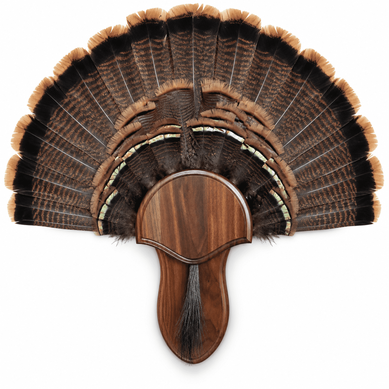 Black Walnut Turkey Mounting Kit with Beard Plate Wooden Trophy Display Plaque with Satin Finish and Easy Installation