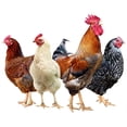 thumbnail image 3 of Roosters Hens Wall Stickers Stick Wall Decals for Kitchen Pantry Playroom Farmhouse Wall Decoration, Chicken Wall Art Stickers 11.6x9.4 Inch for Home Indoor DIY Window Fridge Door Decor, 3 of 9