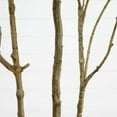 thumbnail image 4 of Nearly Natural 7ft. Artificial Minimalist Japanese Pieris Tree with Real Touch Leaves, 4 of 6