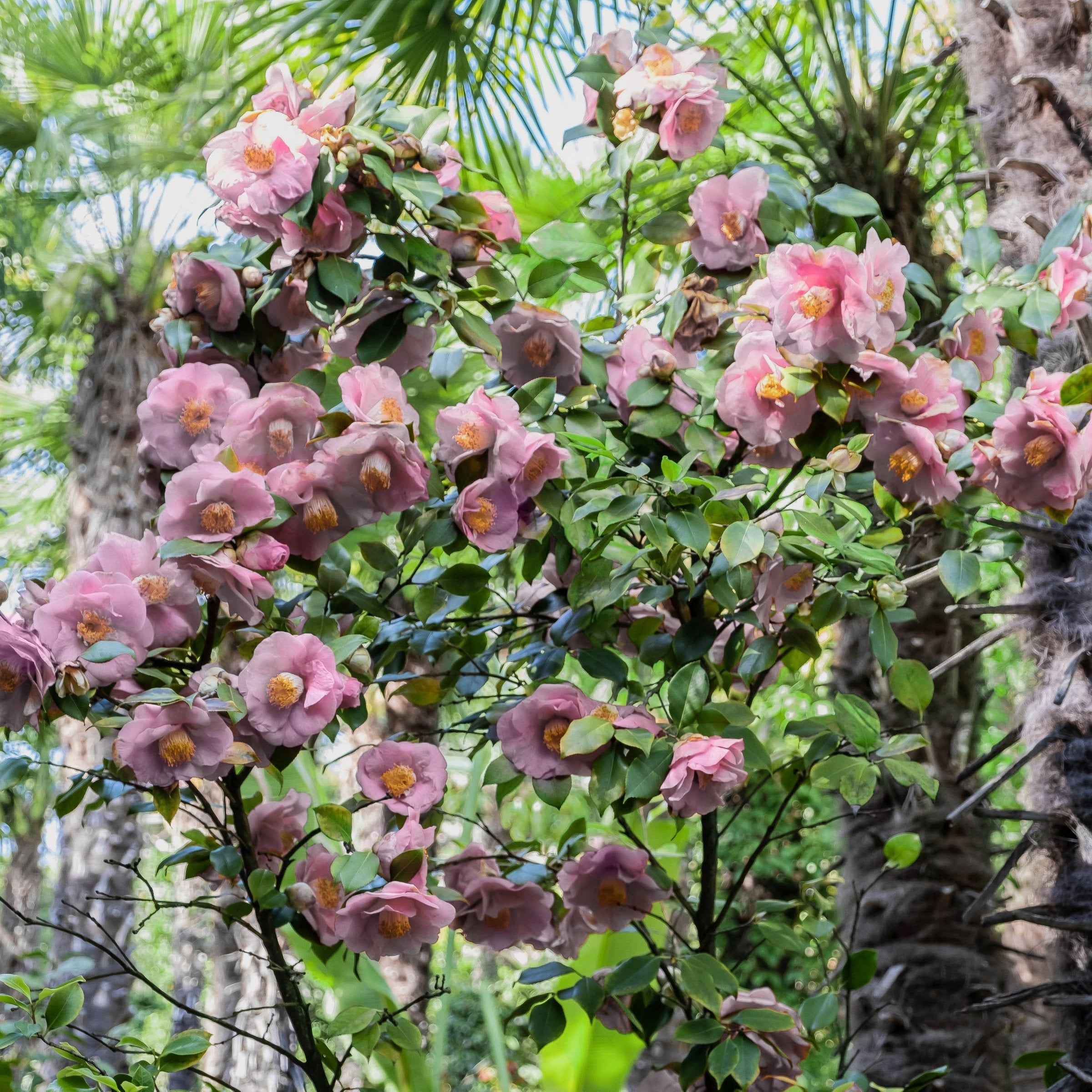 National Plant Network 1 gal. Camellia Japonica Moonlight Bay Shrub