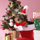 thumbnail image 4 of Disfraz de gato de Navidad Sombrero de Papá Noel con bufanda Gatito Traje de Navidad Ropa Mascota Conjunto de Papá Noel para gatito, cachorro Namotu CPB-DE-LYY1949-1, 4 of 5
