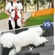 thumbnail image 4 of Mochila para mascotas Bolsa de transporte para perros, mochilas con patas ajustables, bolsa de viaje portátil para mascotas, transpirable y cómoda, especialmente para perros pequeños y media, 4 of 5