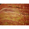 thumbnail image 1 of StockTrek Images PSTSTK701054H Microscopic View of Nerve Fibers. A Nerve Fiber is A Threadlike Extension of A Nerve Cell in The Nervous System Poster Print, 16 x 12, 1 of 1