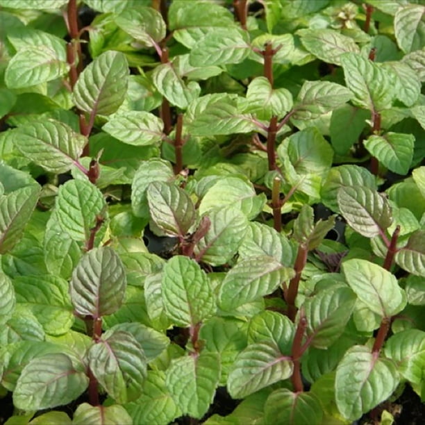 Berries Cream Mint Grow Indoors Or Out 3 Pot Walmart Com