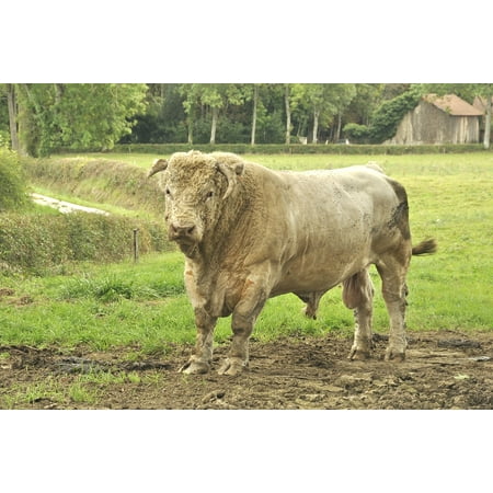 LAMINATED POSTER Charolais White Meadow France Animal Beast Bull Poster Print 11 x