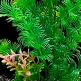 thumbnail image 6 of Kripyery Artificial Water Weeds High Simulation Landscaping Eco-friendly Fake Water Grass Fish Tank Decoration for Home Decor, 6 of 8