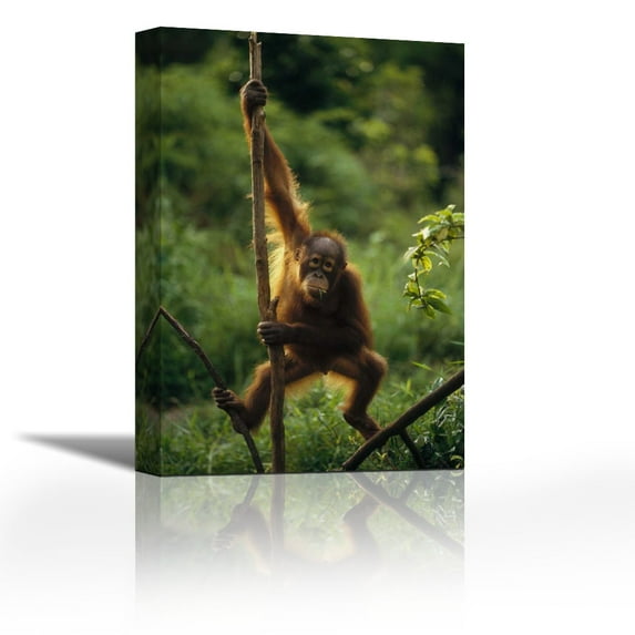 Orangutan juvenile hanging on liana, Borneo - Contemporary Fine Art Giclee on Canvas Gallery Wrap - wall décor - Art painting - 18 x 27 Inch - Ready to Hang