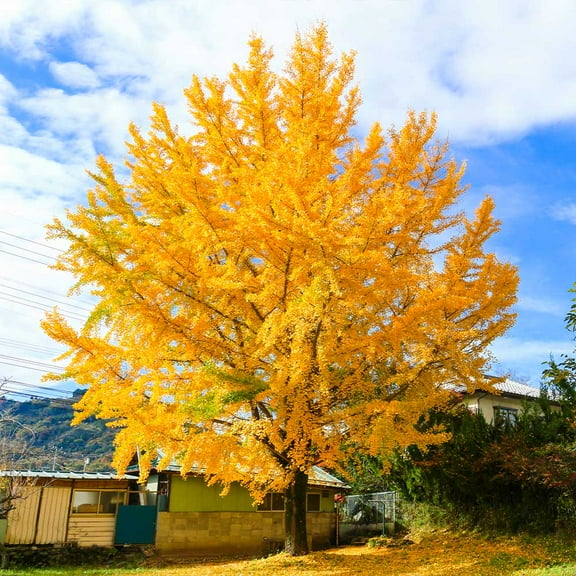 Brighter Blooms - Ginkgo Tree, 3-4 ft. - No Shipping To AK, AZ, HI, OR