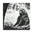 thumbnail image 1 of Baboon in Fauvist Hues - Canvas, 1 of 10
